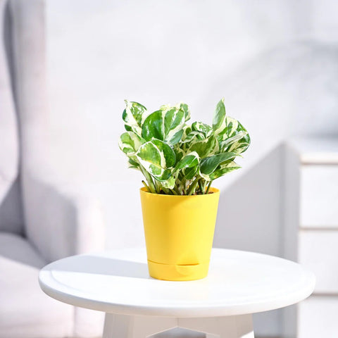 Epipremnum Aureum - N'Joy Pothos