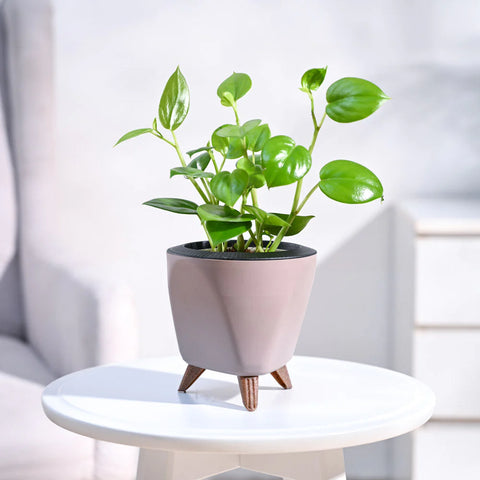 Peperomia Obtusifolia - Green