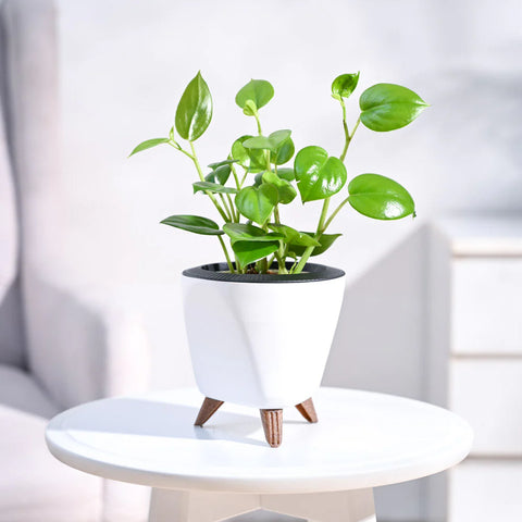Peperomia Obtusifolia - Green