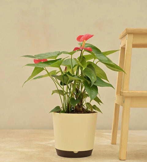 Anthurium Red