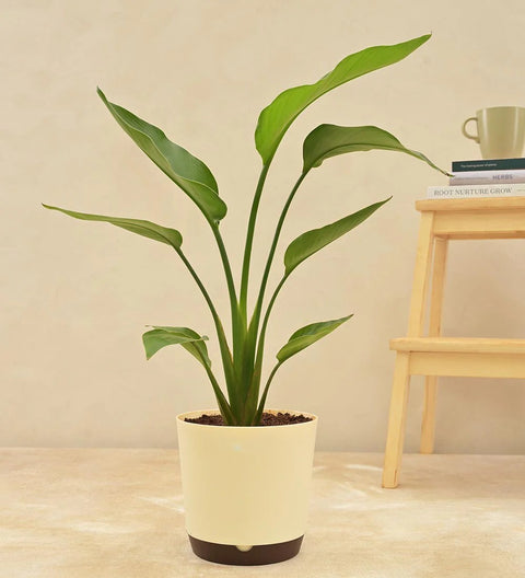 Bird of Paradise XL