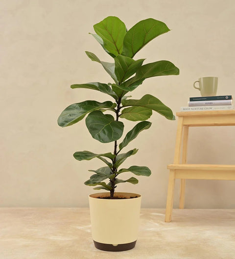 Fiddle Leaf Fig - Bambino