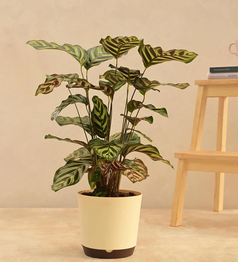 Calathea Makoyana