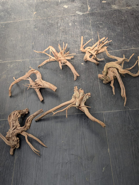 Malaysian Driftwood