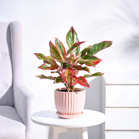 Aglaonema Siam Aurora