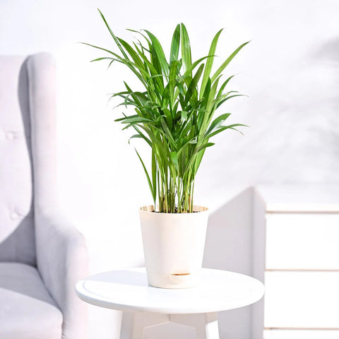 Areca Palm