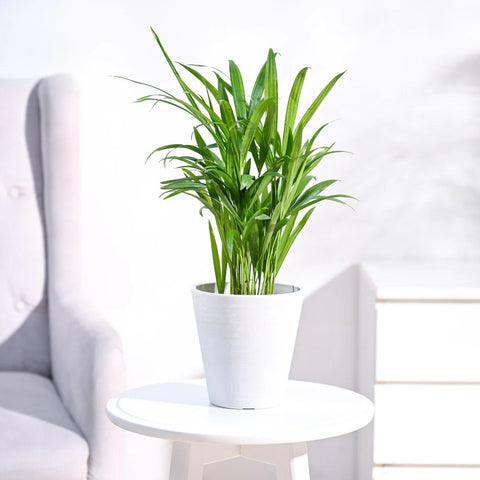 Areca Palm