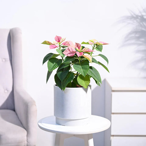 Poinsettia Pink