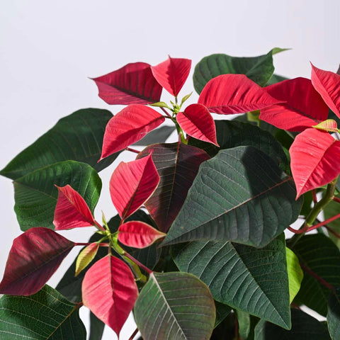 Poinsettia Red