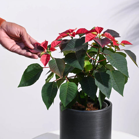 Poinsettia Red