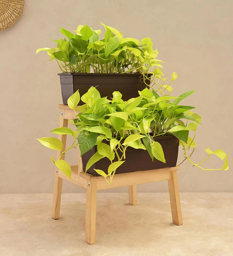 Money Plant Golden