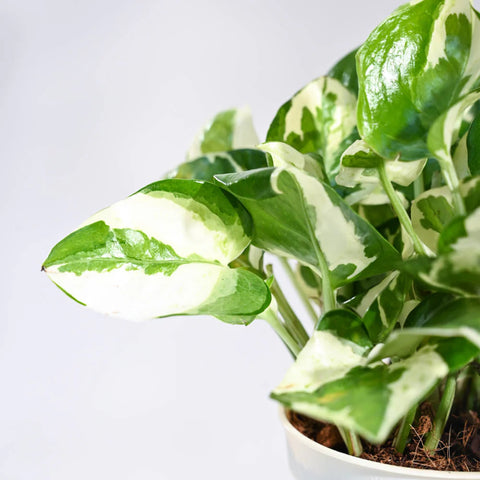 Epipremnum Aureum - N'Joy Pothos