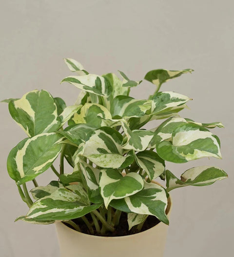 Epipremnum Aureum - N'Joy Pothos