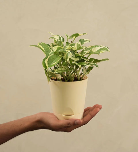Epipremnum Aureum - N'Joy Pothos