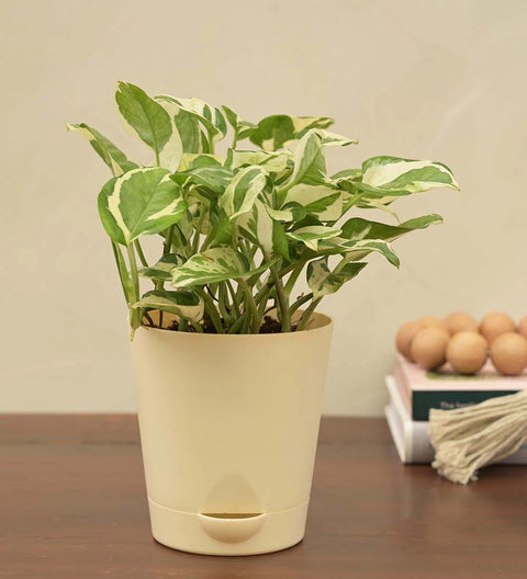 Epipremnum Aureum - N'Joy Pothos