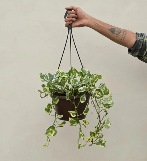 Epipremnum Aureum - N'Joy Pothos