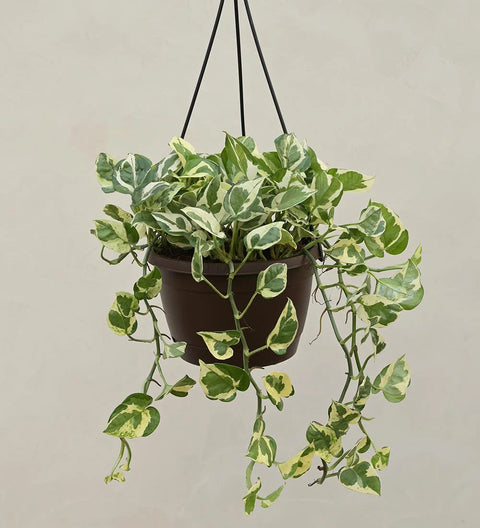 Epipremnum Aureum - N'Joy Pothos