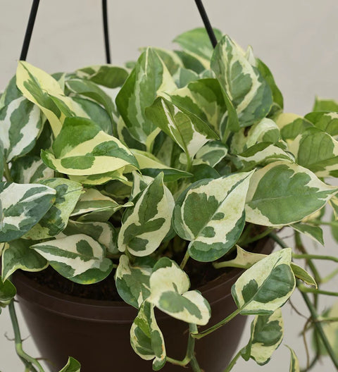 Epipremnum Aureum - N'Joy Pothos