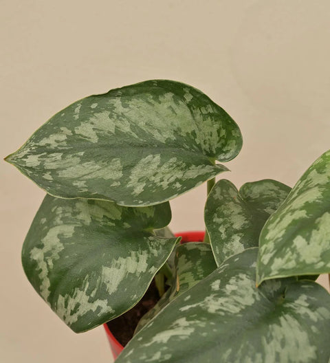 Money Plant Satin - Scindapsus Pictus Argyraeus