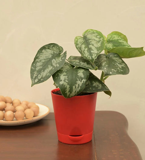 Money Plant Satin - Scindapsus Pictus Argyraeus