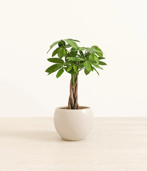 Money Tree