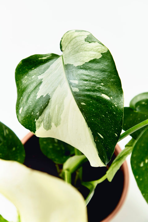 Monstera Deliciosa - Thai Constellation
