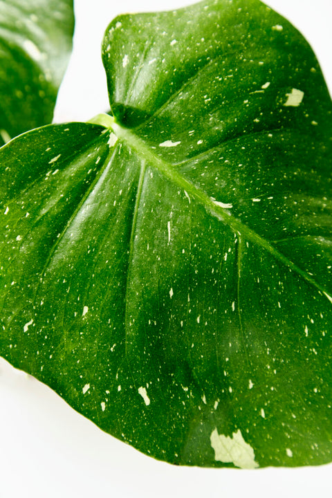 Monstera Deliciosa - Thai Constellation