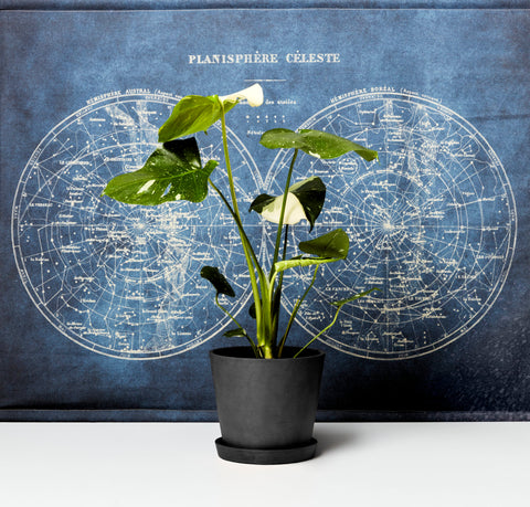 Monstera Deliciosa - Thai Constellation