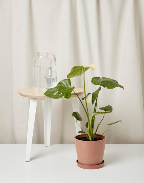 Monstera Deliciosa - Thai Constellation