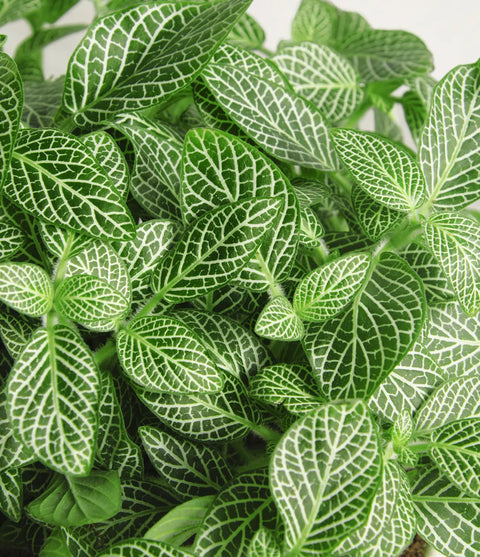 White Nerve Plant