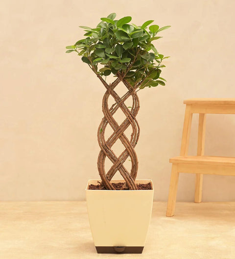 Ficus Benjamina - Netted XL