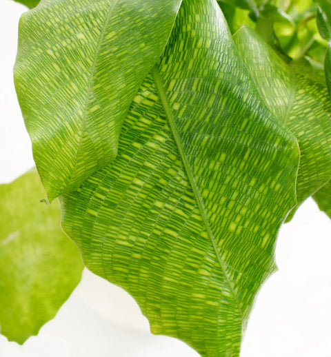 Calathea Musiaca