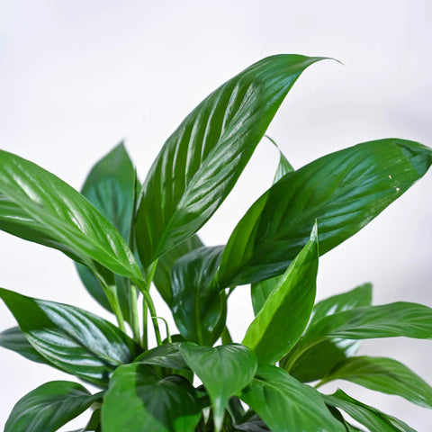 Peace Lily