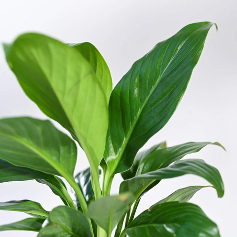 Peace Lily