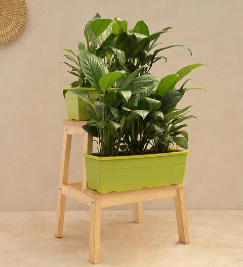 Peace Lily