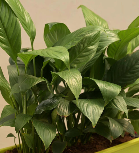 Peace Lily