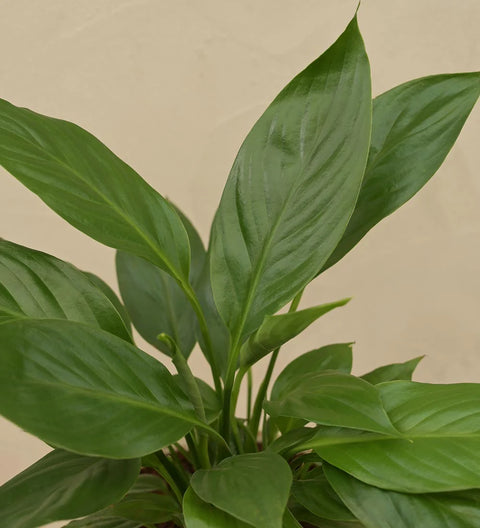 Peace Lily