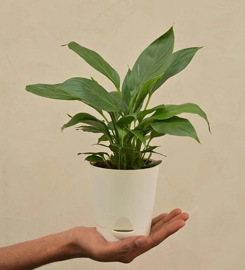 Peace Lily