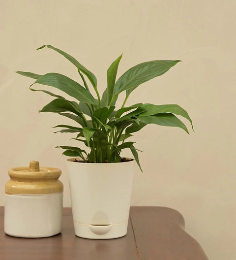 Peace Lily