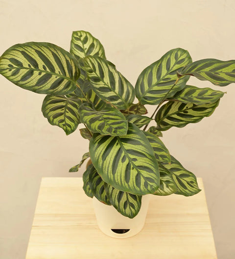 Calathea Makoyana