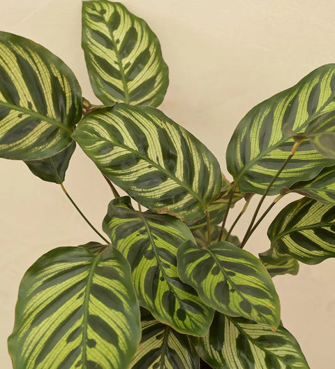 Calathea Makoyana