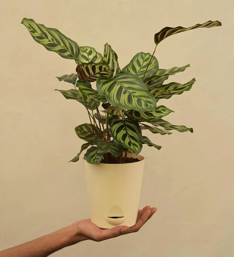 Calathea Makoyana