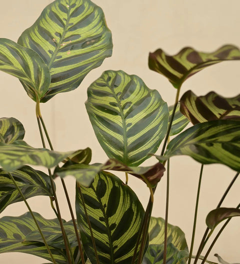 Calathea Makoyana