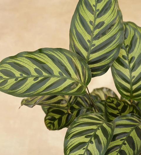 Calathea Makoyana