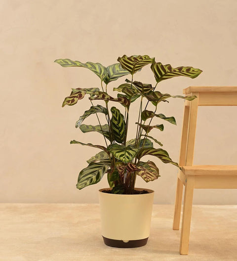 Calathea Makoyana