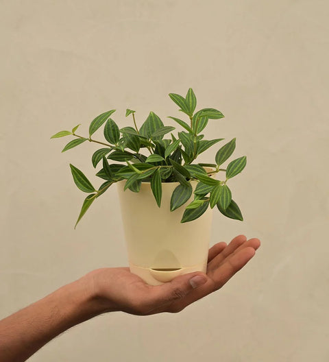 Peperomia Angulata