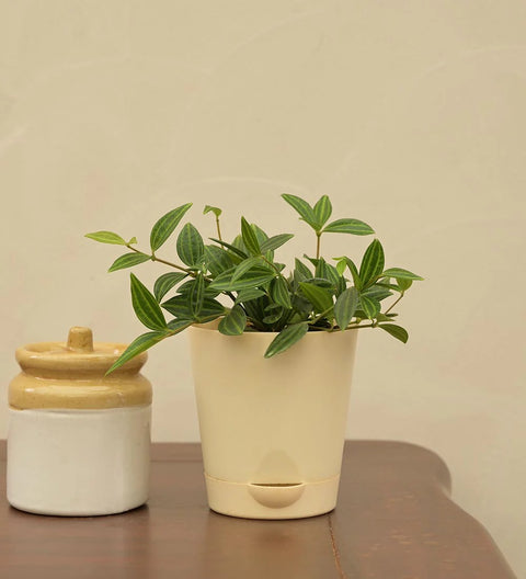 Peperomia Angulata