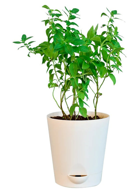 Medicinal Herbs & Aromatic Plants - Indoor