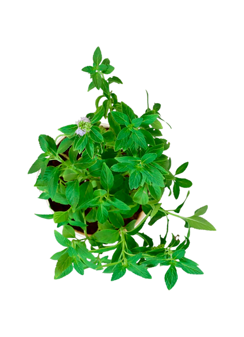 Mentha Piperita