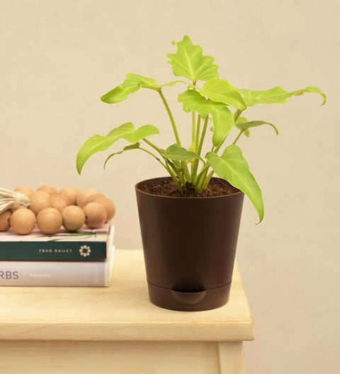 Philodendron Xanadu Golden